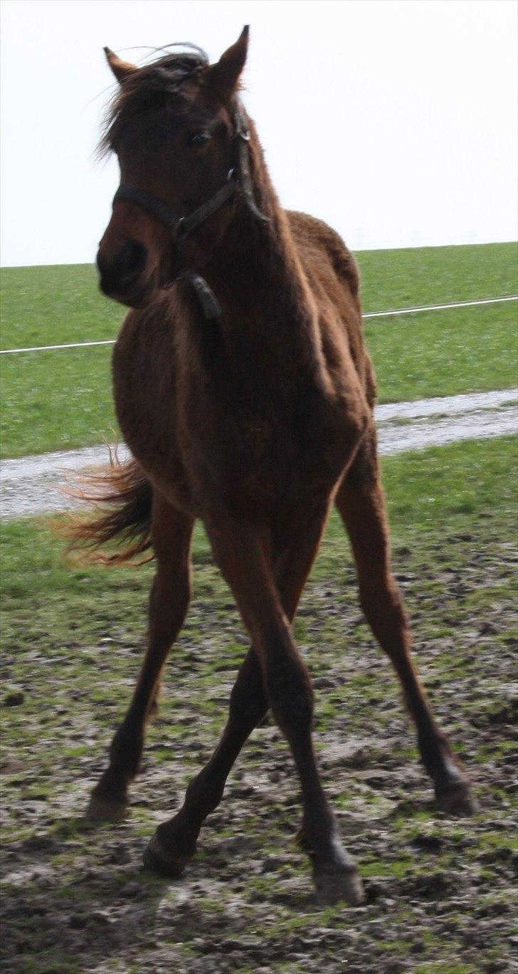 Anden særlig race Wupti - 1 år gammel. billede 9