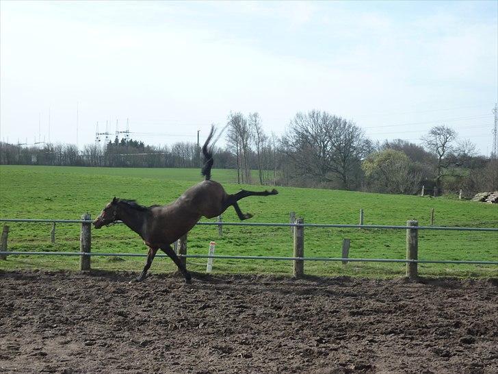 Trakehner Miss Marple - 11/4-11 : En forårskåd vildhest :-) Hi hi.. billede 16