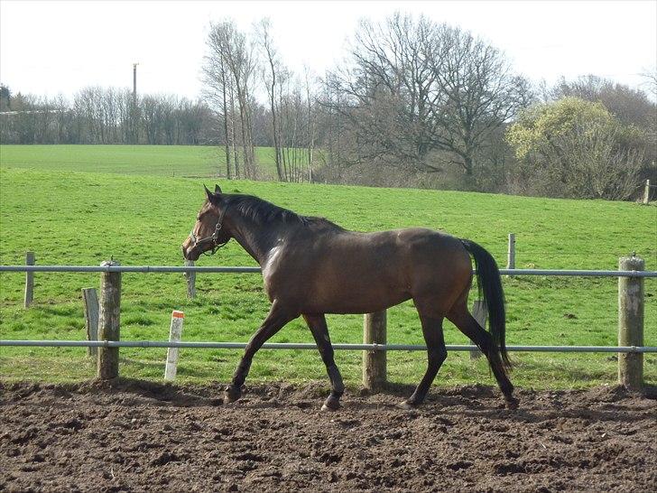 Trakehner Miss Marple - 11/4-11 billede 17