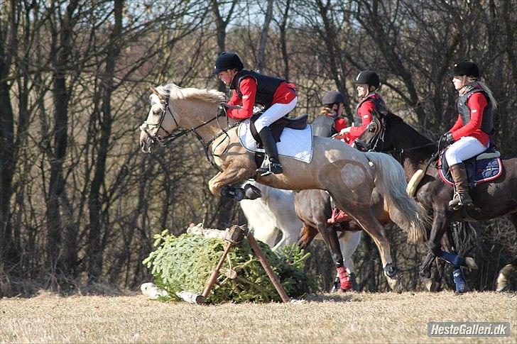Irsk Sportspony Million Dollar Baby - Vores første babyjagt 2011 billede taget af: Marie F (: Super godt taget <3<3 billede 16