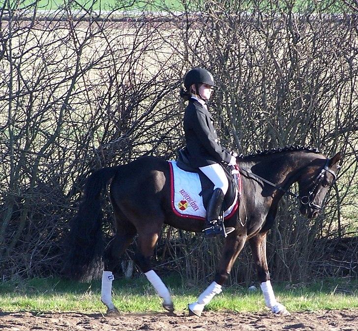 Welsh Pony af Cob-type (sec C) Broderigårdens Prins Ponto den ( s )kønne<3 - du går som en VM pony:)

foto mor 2011 billede 5