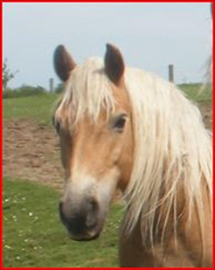 Haflinger Tessie - Min Tessie! billede 1