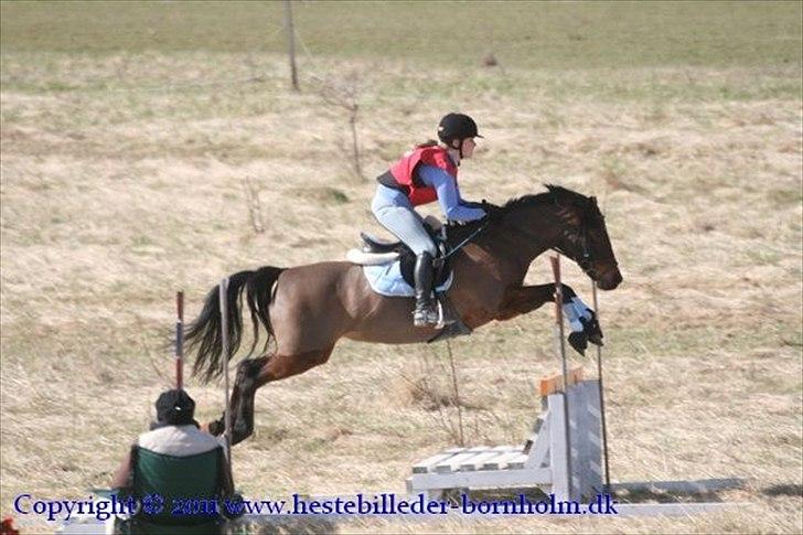 Connemara Camellia B-pony - Bænk d. 10/4. cncp90, hendes første mili-stævne nogensinde og hendes 2. gang i terrænet og fejlfri! billede 5