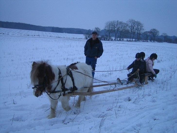 Shetlænder prinsesse - mig og mine vennider får en sjov træk tur billede 5