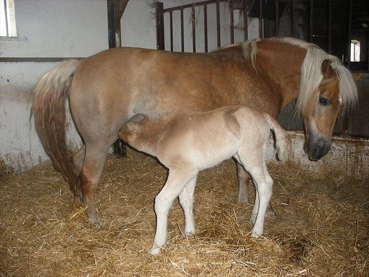 Haflinger Tessie - 1 dag gammel ;o) billede 2