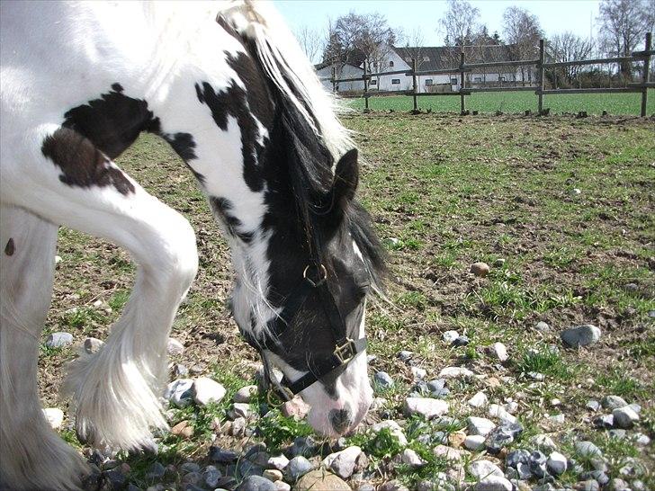 Irish Cob Alanya Naya - Nyder solen .... billede 5