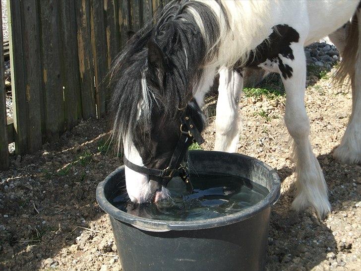 Irish Cob Alanya Naya billede 6