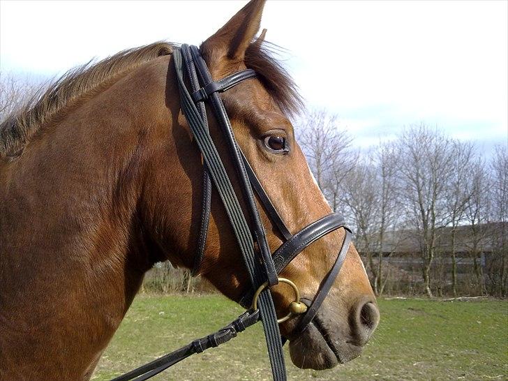 Knabstrupper Juandiazz (stor -lunds enjoy) - Den flotte hest billede 12