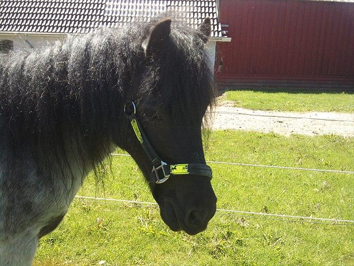 Anden særlig race JOKER! <3 billede 2