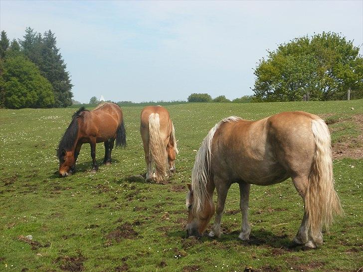 Haflinger Tessie - I forgrunden en meget gravid Tessie. billede 4