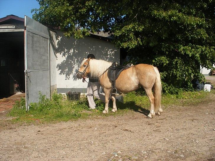 Haflinger Tessie - Tessie klar til skovtur. billede 5