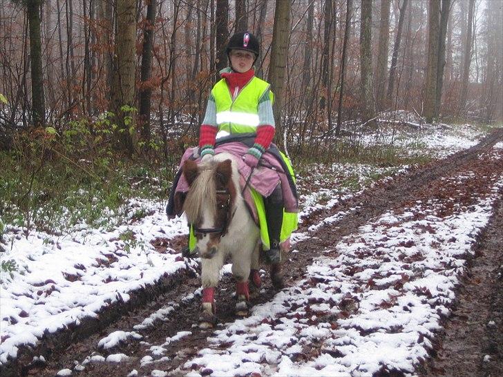 Shetlænder prinsesse billede 9