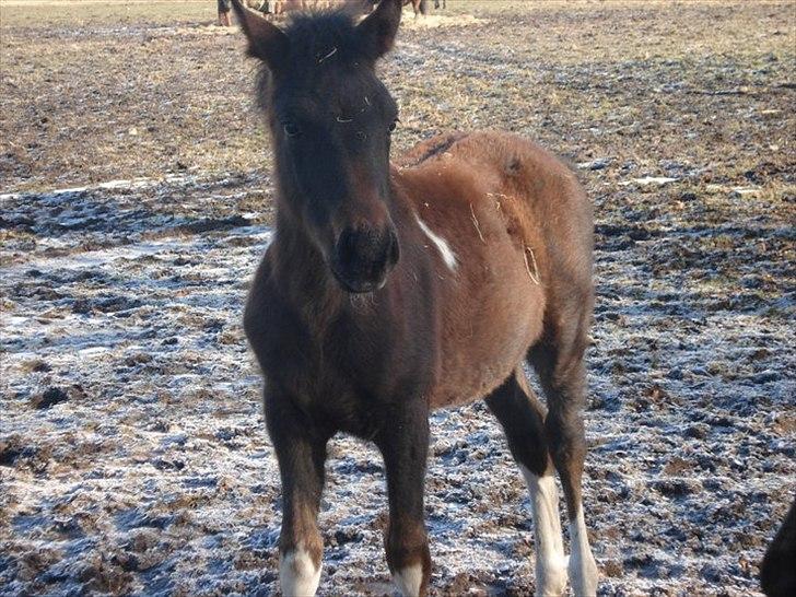 Anden særlig race Tarzan "solgt" billede 3