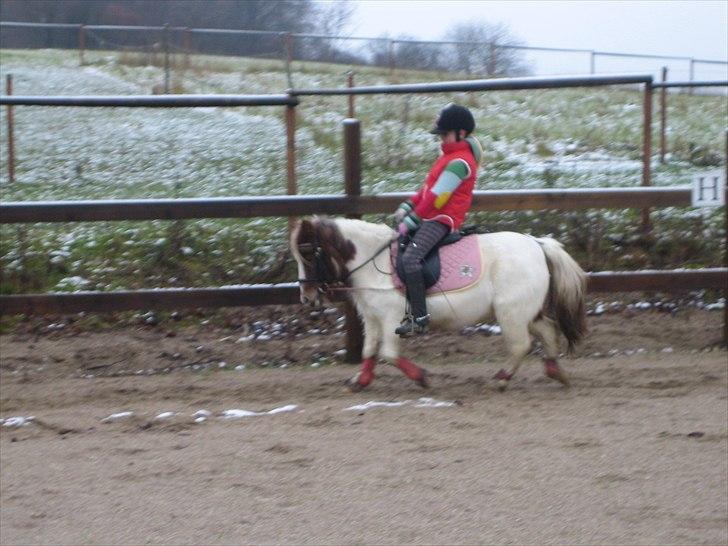Shetlænder prinsesse billede 11