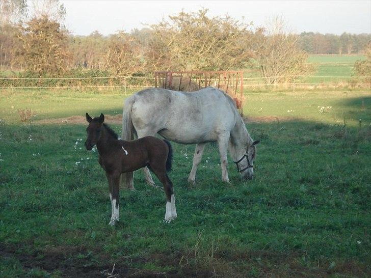 Anden særlig race Tarzan "solgt" billede 4