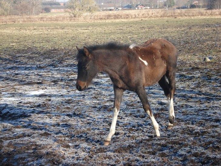 Anden særlig race Tarzan "solgt" billede 5