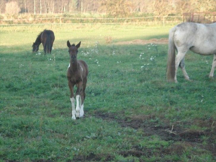 Anden særlig race Tarzan "solgt" billede 6