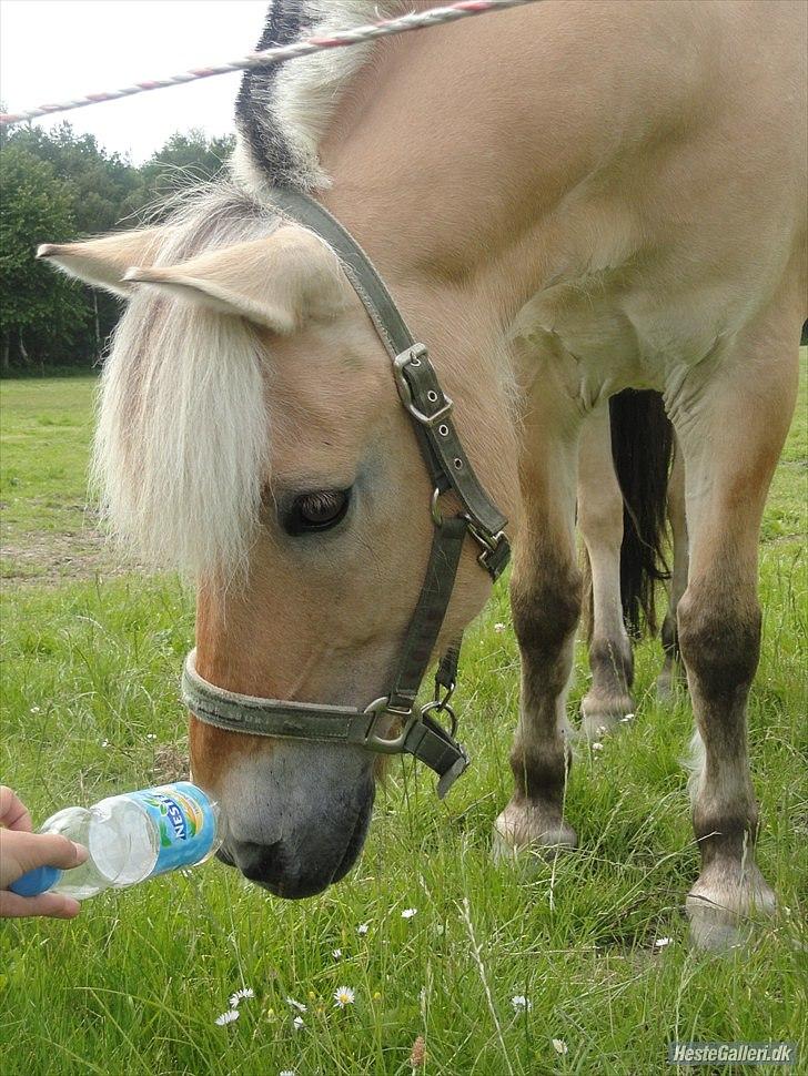 Fjordhest Louis (Stjerne Pony)  - louis der kigger på en flaske billede 15