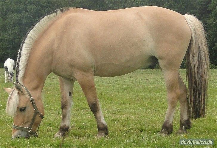 Fjordhest Louis (Stjerne Pony)  - louis der græser igen billede 16