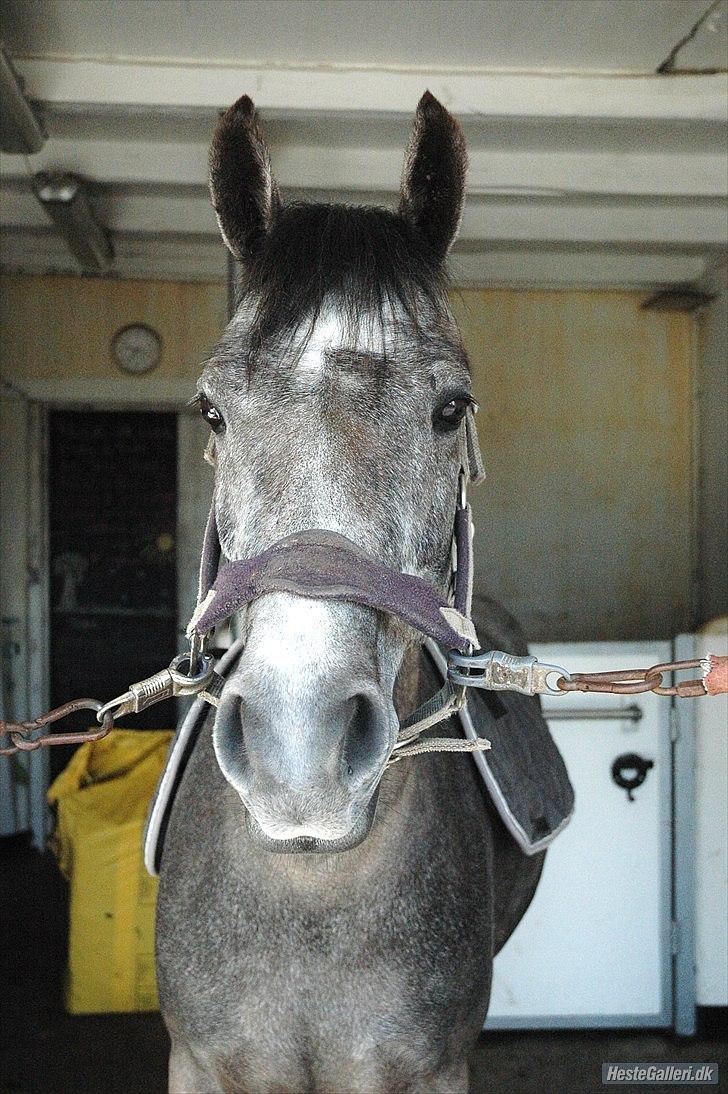 Connemara Bech`s Mallachy solgt billede 3