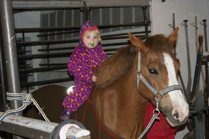 Tysk Sportspony Sultan <3  Solgt :'( billede 11