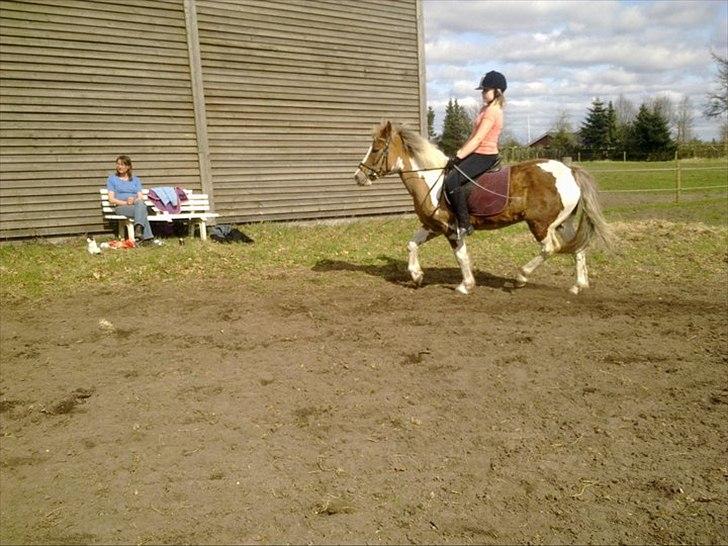 Pinto Balou <3 (elev) - En dejlig ridetime :D billede 13