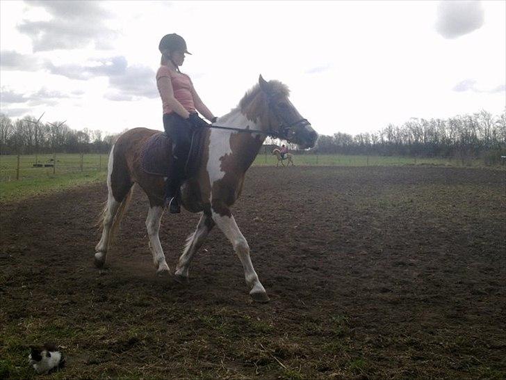 Pinto Balou <3 (elev) - Mit nye Y-billed! billede 14