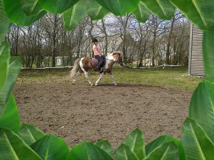 Pinto Balou <3 (elev) - ride :D billede 15