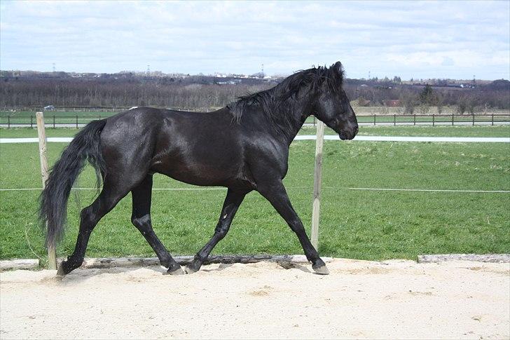 Lusitano A-Furia - A-Furia 13. april 2011 billede 18