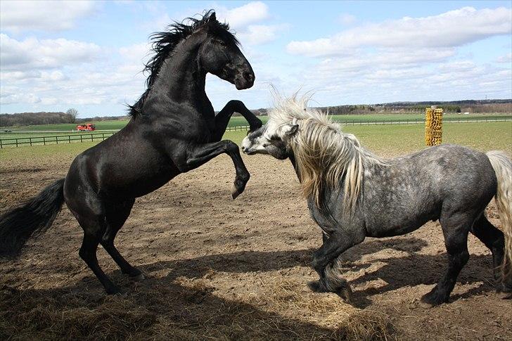 Lusitano A-Furia - A-Furia & Ghillie leger 13. april 2011 billede 19