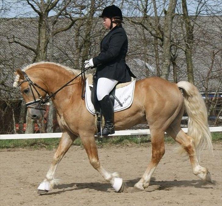 Haflinger Amadeos AVLHINGST - NYT! ;)  billede 15