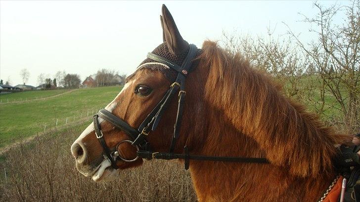 New Forest Thor - Meget opmærksom! billede 5