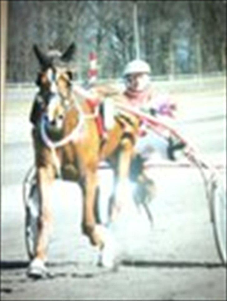 Traver Olympia Hanover - endelig med en sejersbuket fra århus væddeløbsbane 27/03-2011 billede 8