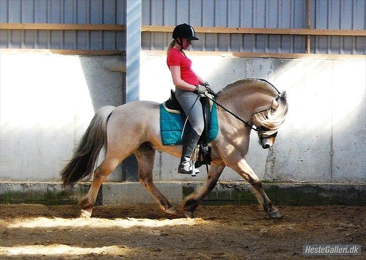 Fjordhest GRANIT HALSNÆS - Redet af Sanne Thomsen, fra Stutteri Østerskov billede 3