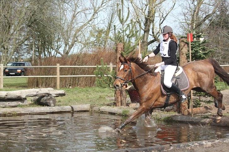 Dansk Varmblod Little Dream - Vandhest <3 billede 19