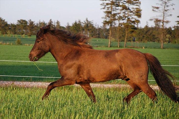 Islænder Valdimar fra Magleskov - Valdimar på sommerfolden - juni 2010 billede 9