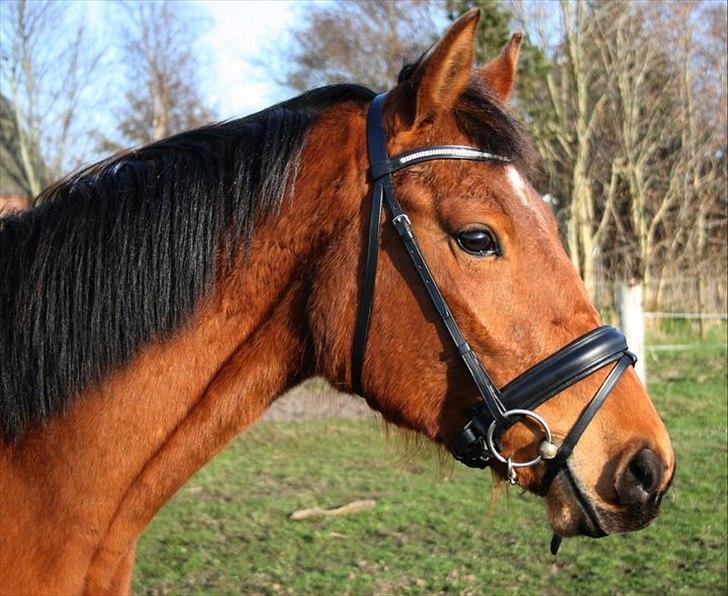 Dansk Varmblod Crazy Phantom - for evigt elsket <3 - hantom med hans fine nye trense  billede 15