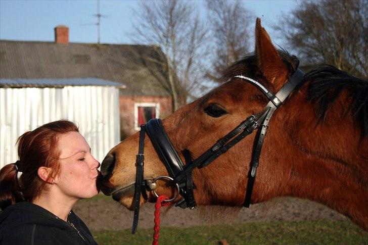 Dansk Varmblod Crazy Phantom - for evigt elsket <3 billede 18