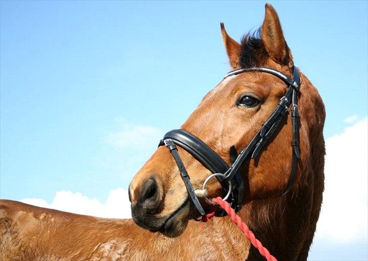 Dansk Varmblod Crazy Phantom - for evigt elsket <3 - smukke baby  billede 19