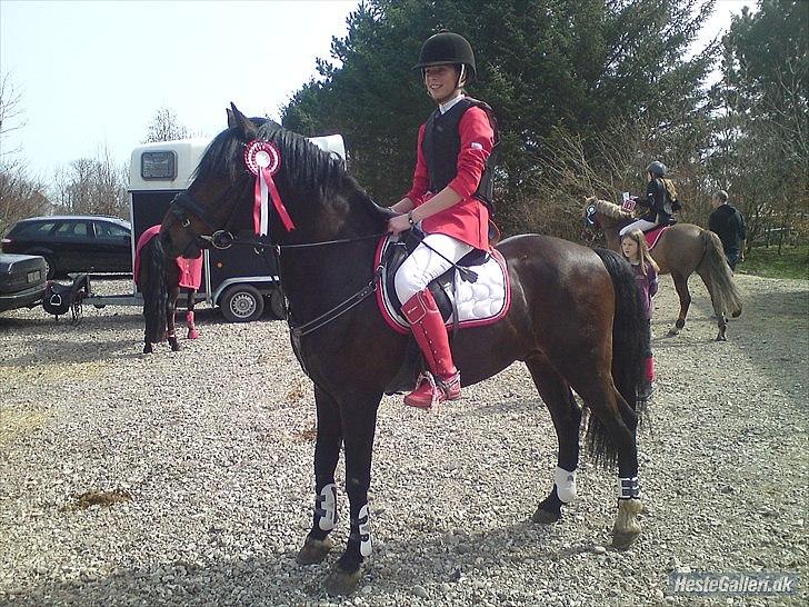 New Forest Stackarps Pablo - LB 1plads 3 stævne :-D billede 17