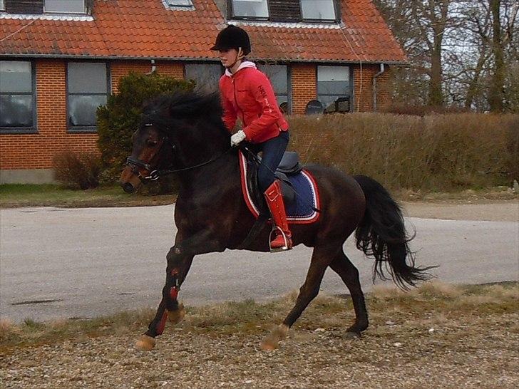 New Forest Stackarps Pablo - en uge efter jeg fik ham tilbage billede 20