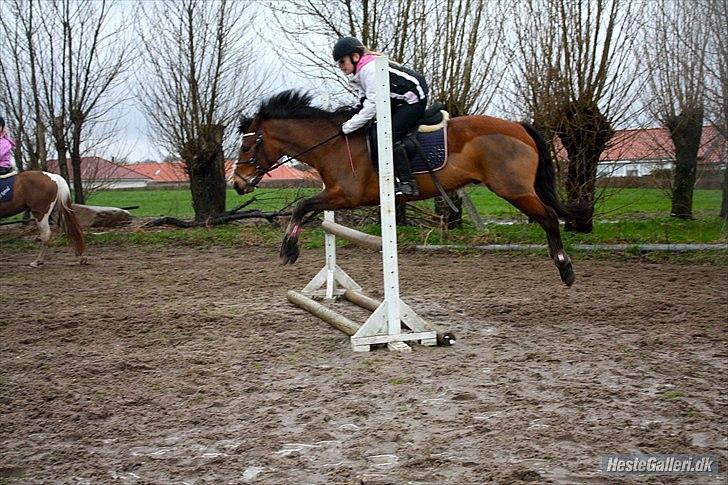 New Forest Egeballes Diesel <3 Solgt :( billede 16