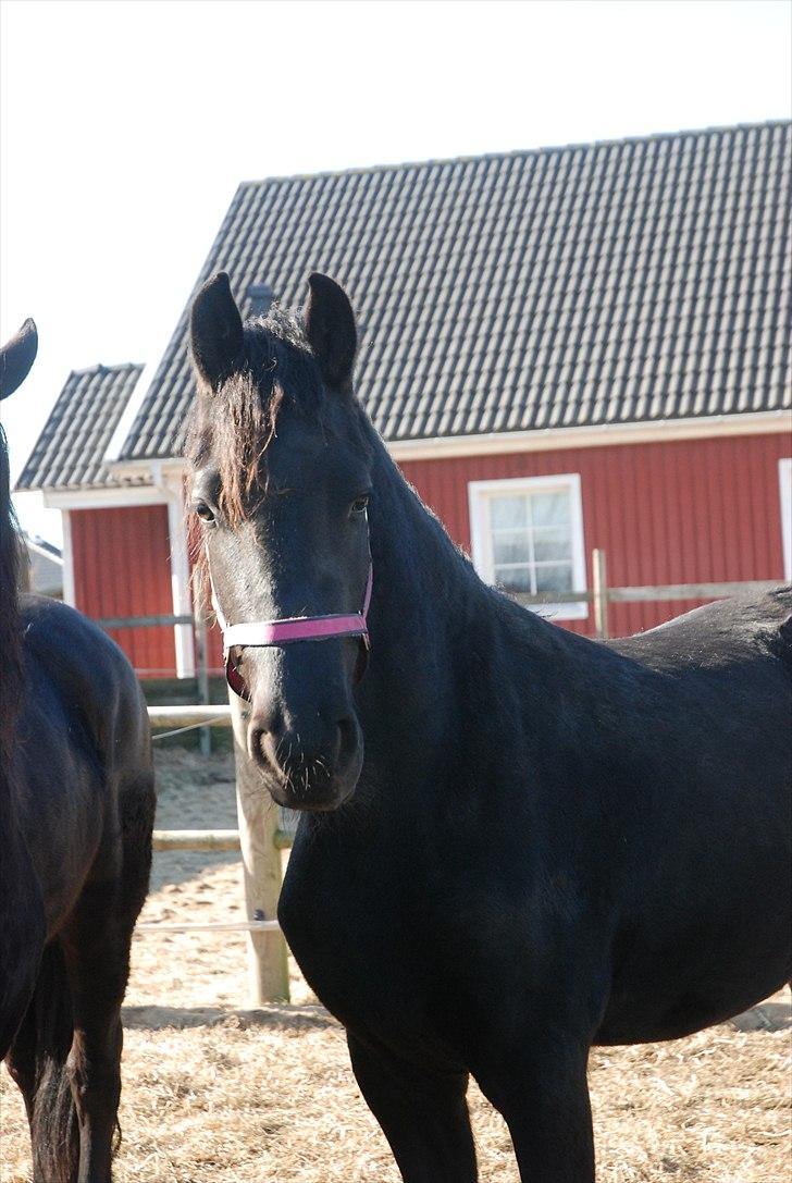 Frieser Frauke fan de Harr  solgt - marts 11 billede 17