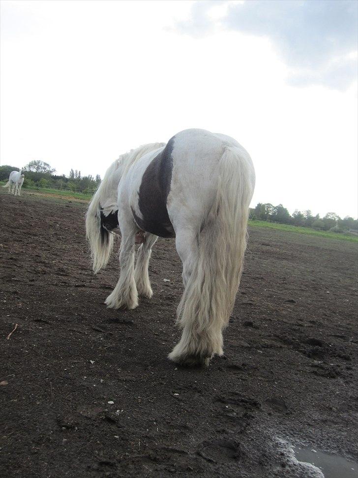 Tinker Disney - min bedste ven [Solgt] billede 1