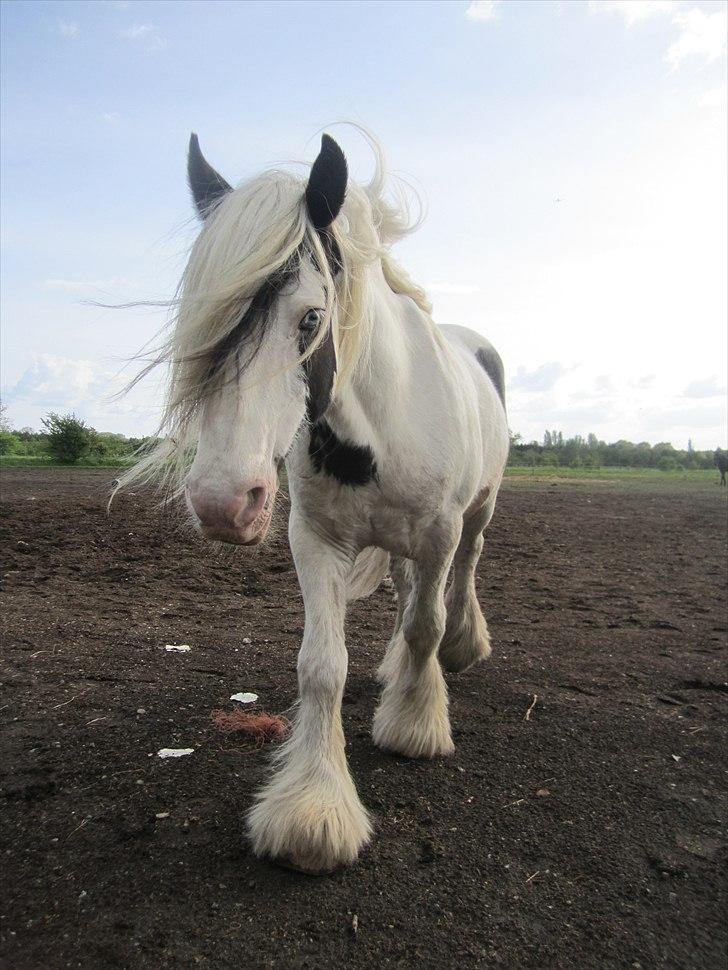 Tinker Disney - min bedste ven [Solgt] billede 4