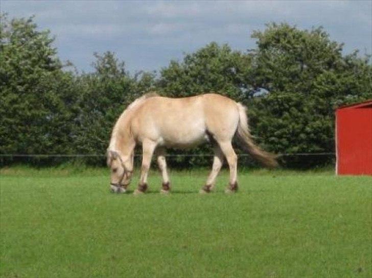 Fjordhest Malou billede 2