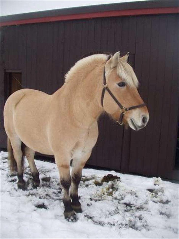 Fjordhest Malou billede 3
