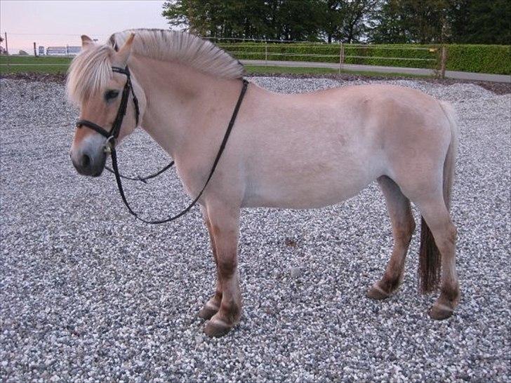 Fjordhest Malou billede 4