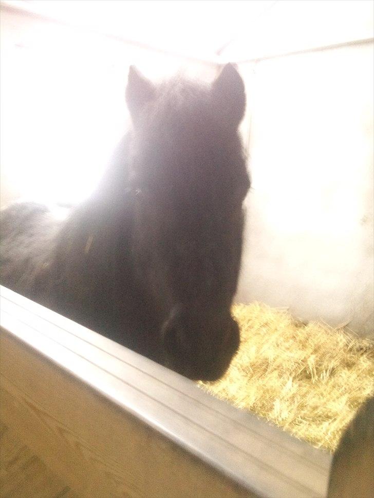 Anden særlig race JOKER! <3 billede 3