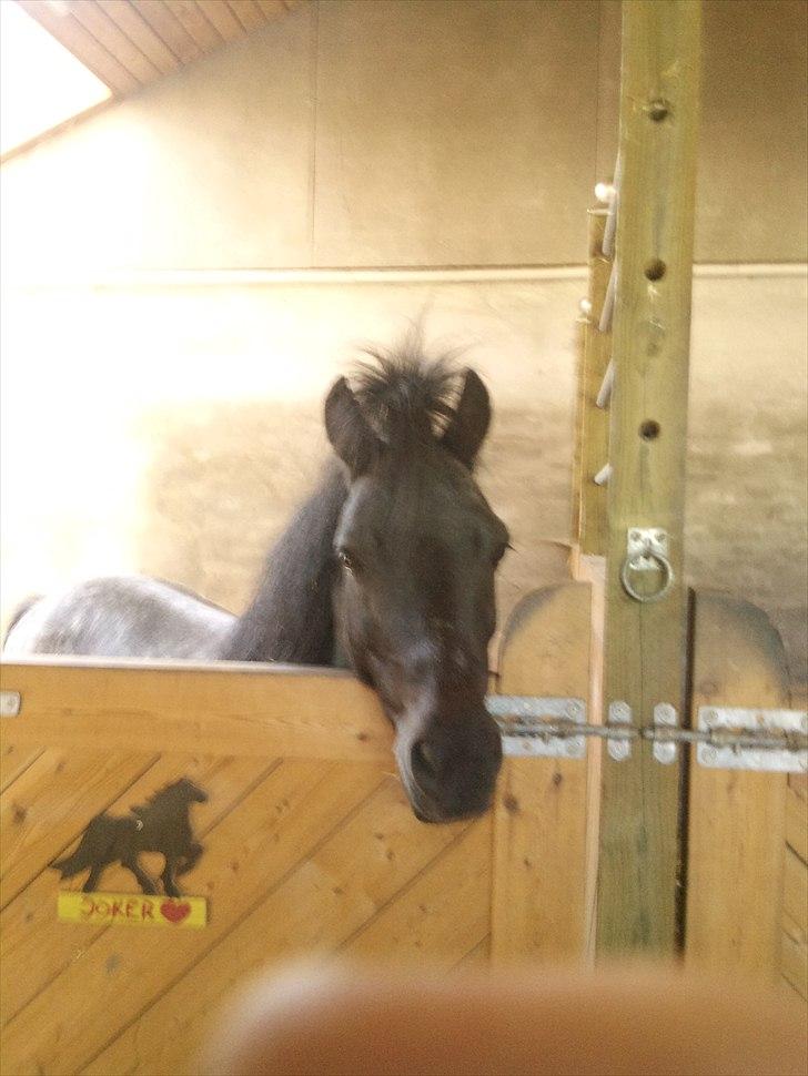 Anden særlig race JOKER! <3 billede 4